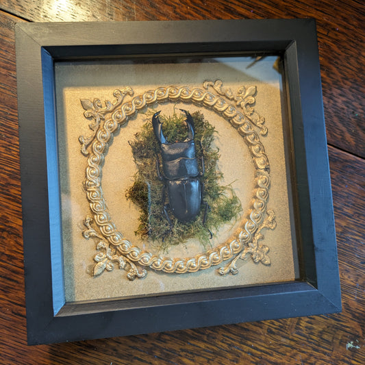 Framed Giant stag beetle