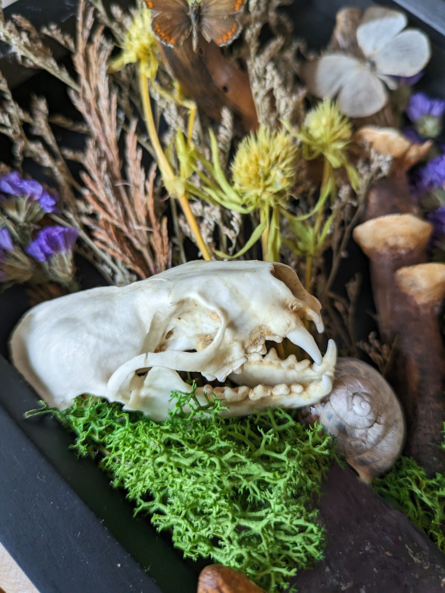 Box framed mink skull flora scene