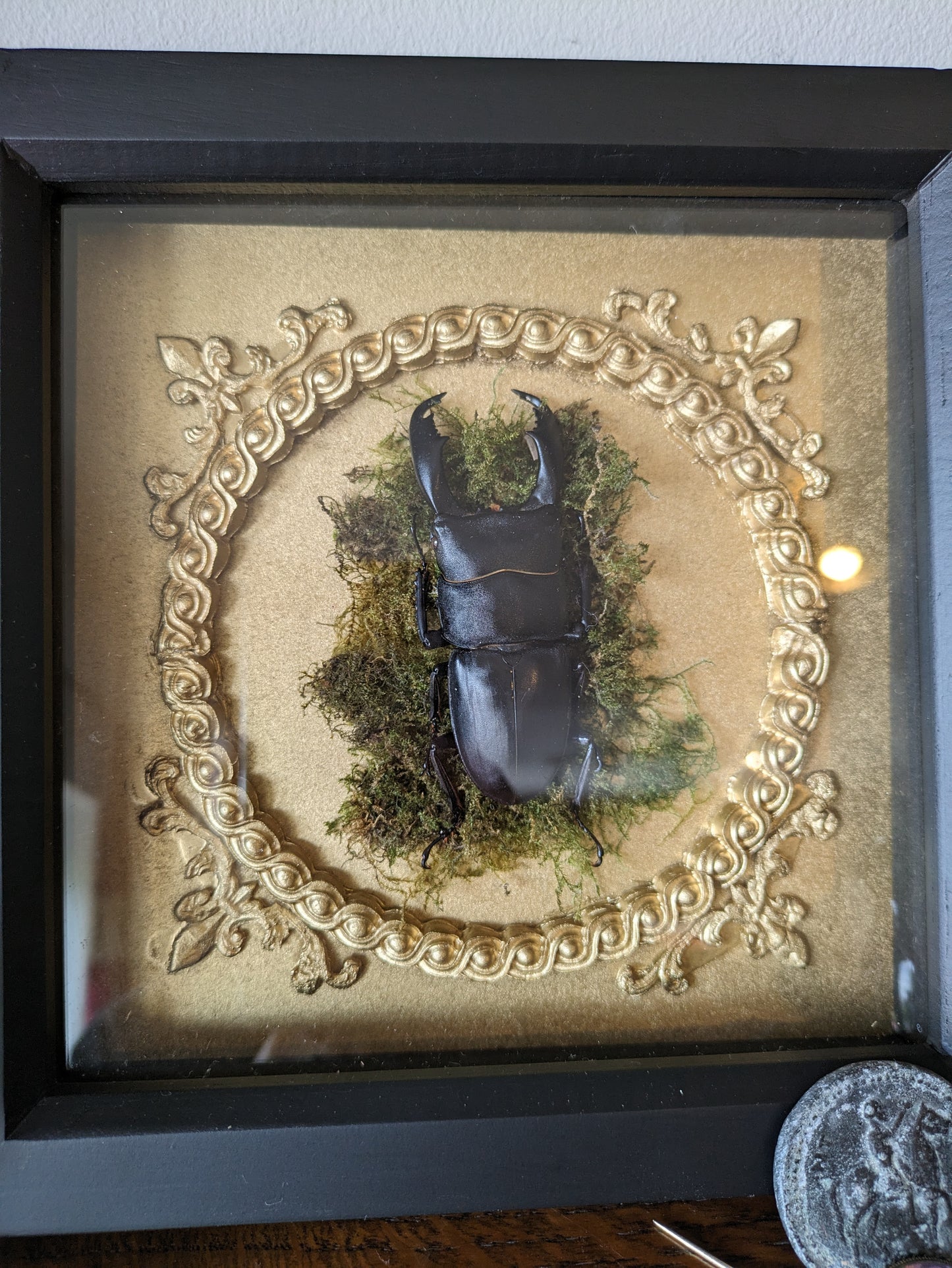 Framed Giant stag beetle