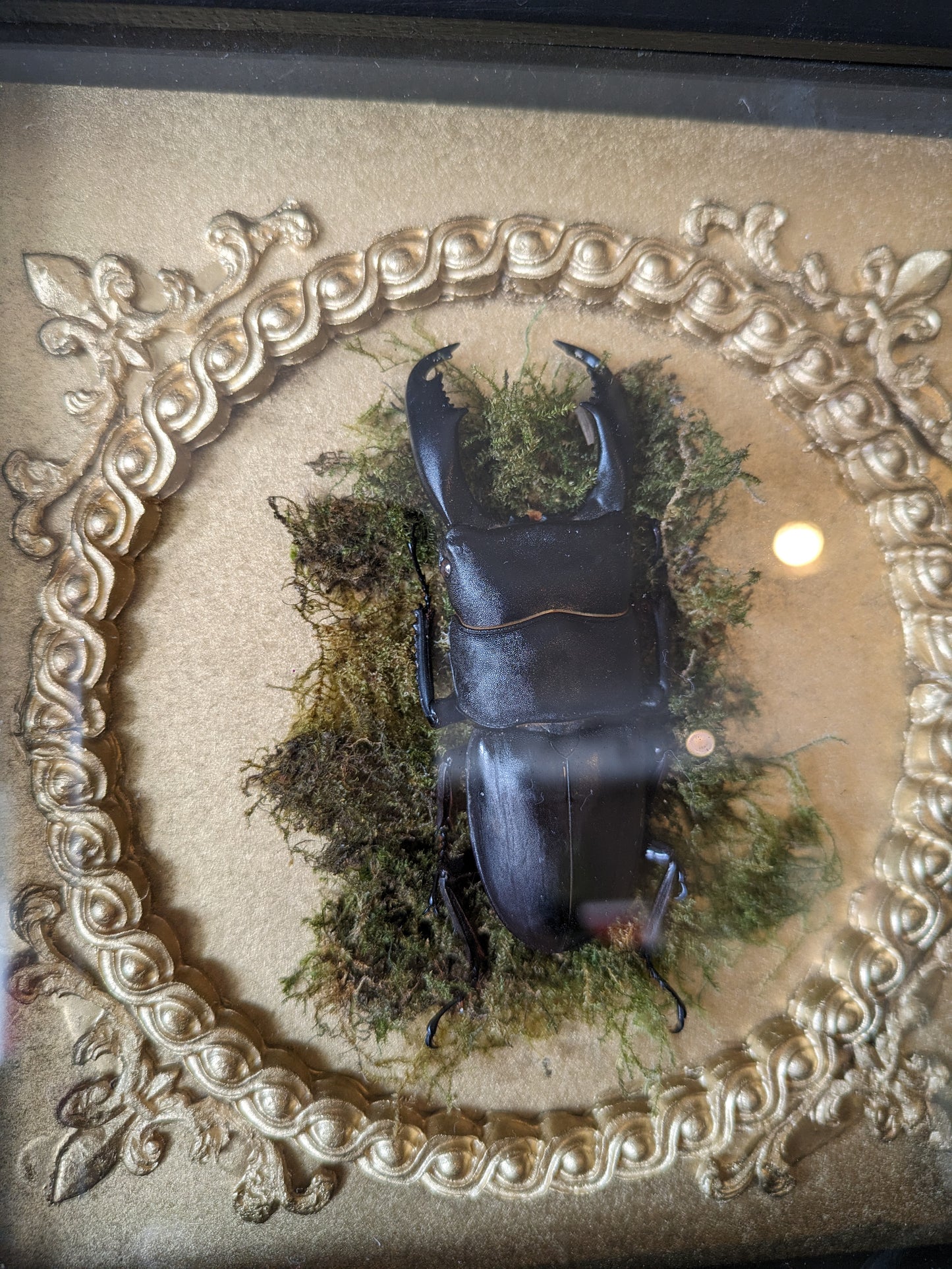 Framed Giant stag beetle